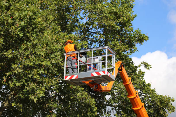 Best Arborist Consultation Services  in Shil, OH