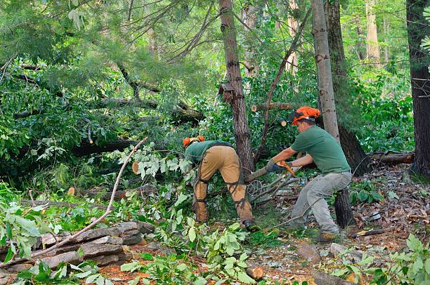 Best Tree Maintenance Programs  in Shil, OH